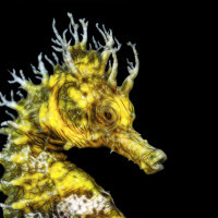 Seahorse