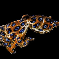 Blue-ringed octopus
