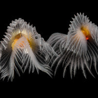 Dancing in the current (two white-tufted worms billowing in the current)