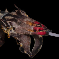 On the hunt (Flamboyant cuttlefish Metasepia pfefferi)