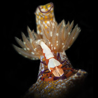 Nudi Travel