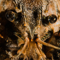 The bearded Crayfish