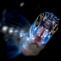 Flyby of the Stickleback