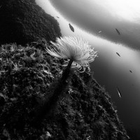 The whispering of the waves