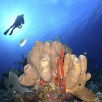 Diver above a sponge
