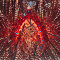 Fire Urchin