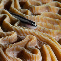 Gobby on a coral