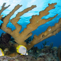 Elkhorn Coral