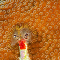 Christmas Tree Worm