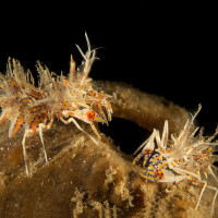 The clash of the titans