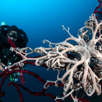 The star of the depths