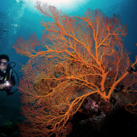 Sea Fan
