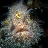 Lembeh Hairy