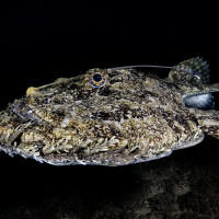 Lophius piscatorius