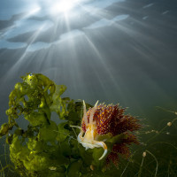 Small critters in the sunshine