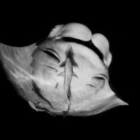 Dancing in the night