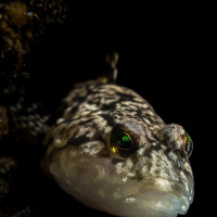 Interstellar in the eyes