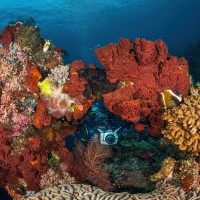 Underwater photographer