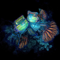 Mandarin fish in love