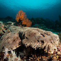 Wobbegong shark