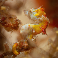 Pigmy sea horse