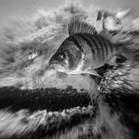 Yellow perch in a lake