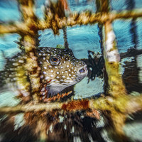 Artificial reef habitats