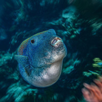 Rising from the deep