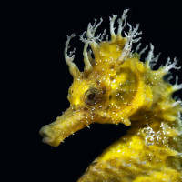 Seahorse