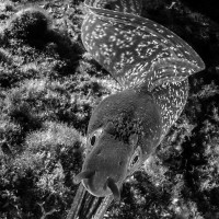 hunting in the night