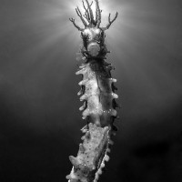 seahorse in the sun