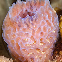 Hadice křehká na houbě