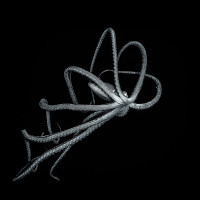 Thaumoctopus mimicus