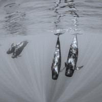 Pilot Whales