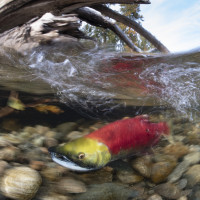 Sockeye