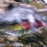 Salmon in the rapids
