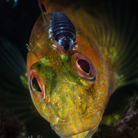 Thoughts for the head