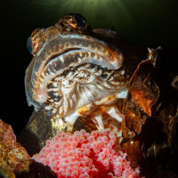 Myoxocephalus scorpius with eggs