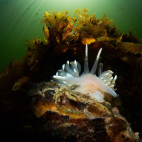 Black and White Crinoid shrimp