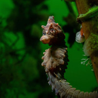 Seahorse