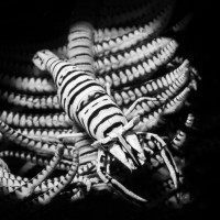 Crinoid shrimp black and white
