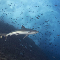 galapagos shark