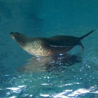 sea lion