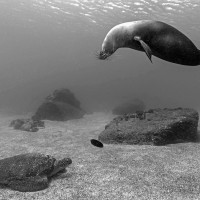 Please play with me!