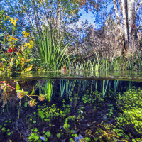 A freshwater garden: above and below