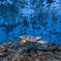 Checking out a coral nursery