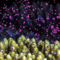 Underwater colorful snowstorm: Coral spawning
