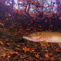 Pike in the autum fores