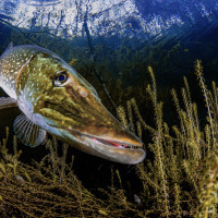 Pike hunting in the forest