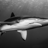 Silky Shark with Hook